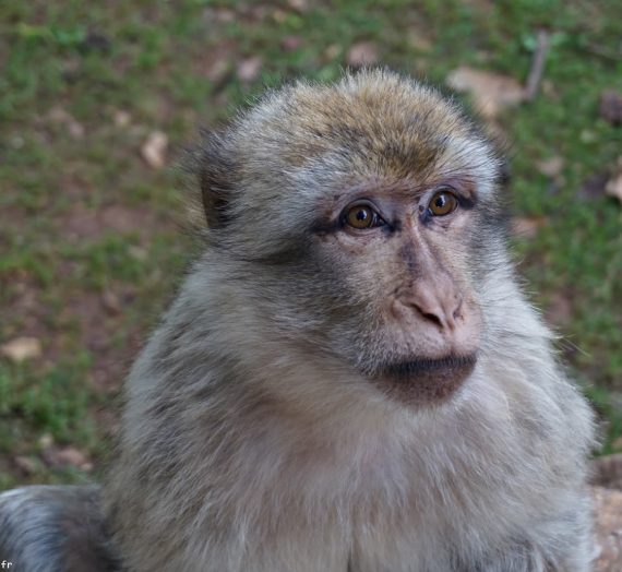 La vallée des singes