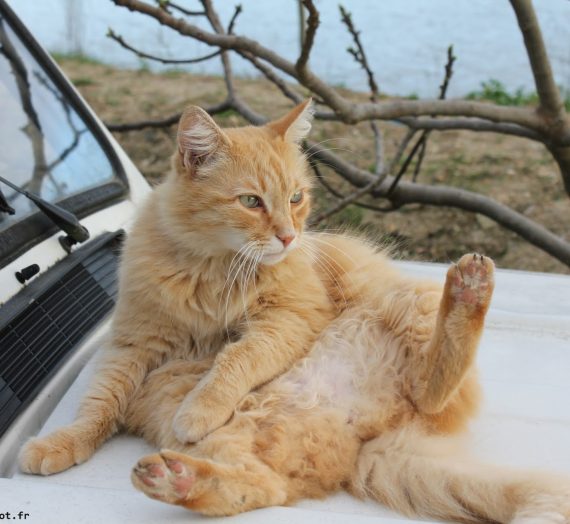 Chats de bords de Garonne