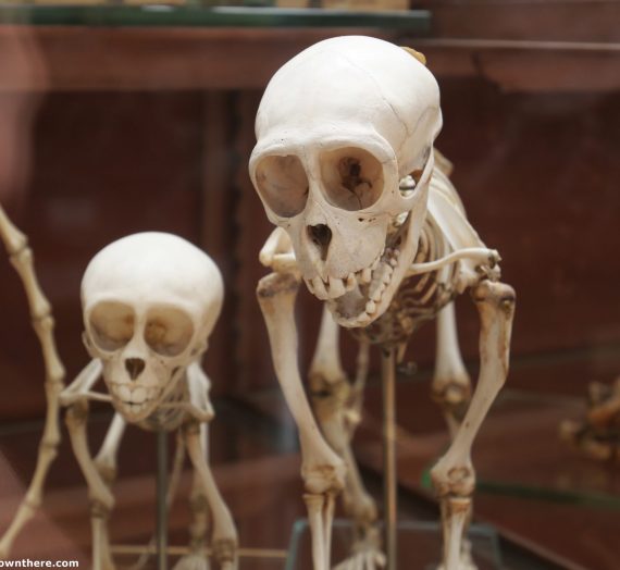 Muséum de Paléontologie et d’anatomie comparée