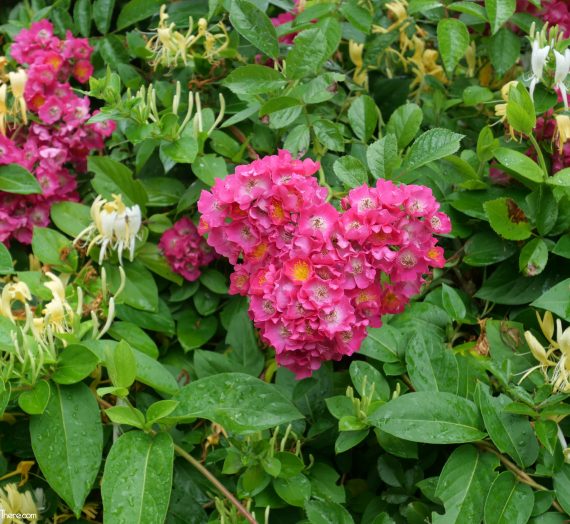 Rendez-vous au jardin : Visite d'un parc en bord de Dordogne